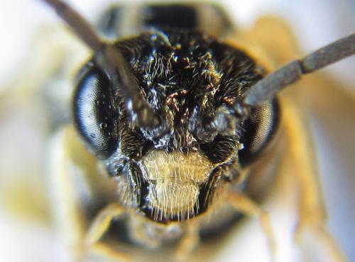 Phymatoceropsis sibiricola