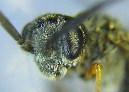 Réf. 288 660 : Loderus vestigialis