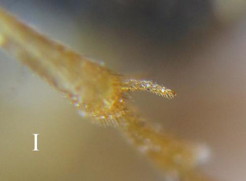 Réf. 288 733 : Pristiphora laricis