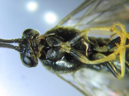 Pristiphora laricis