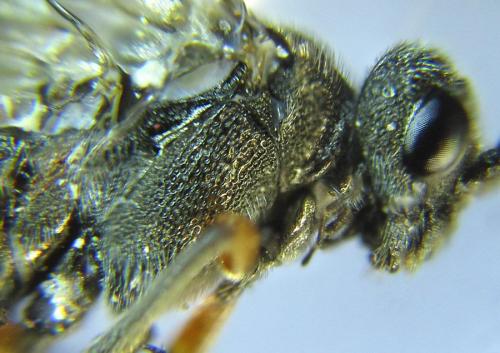 Réf. 288 870 : Dolerus liogaster