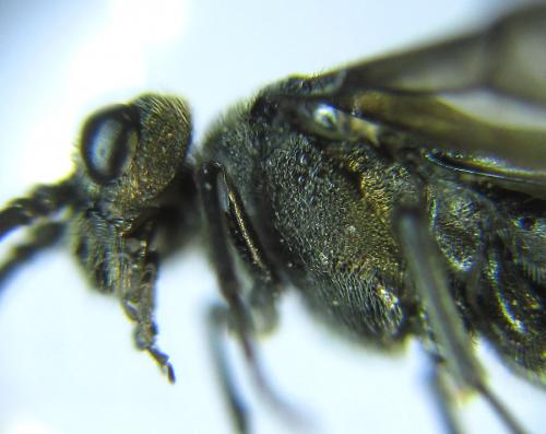 Réf. 288 882 : Dolerus liogaster