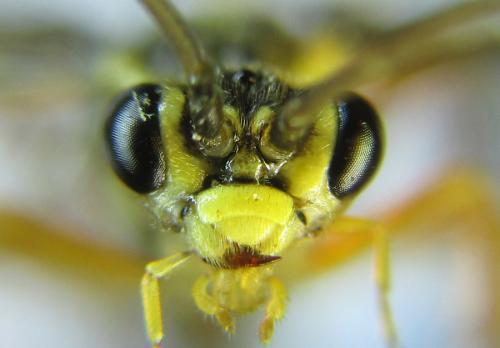 Réf. 288 927 : Tenthredopsis sordida