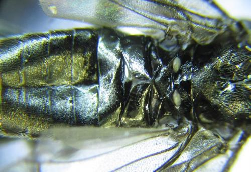 Dolerus sanguinicollis