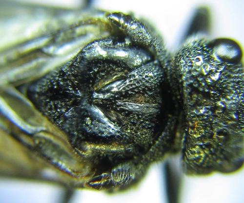 Réf. 288 248 : Dolerus nitens