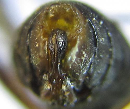 Réf. 288 382 : Pristiphora angulata