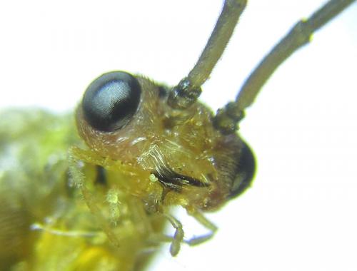Réf. 288 455 : Euura scutellata