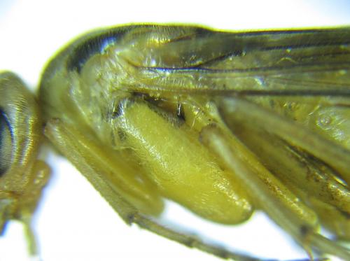 Réf. 288 472 : Euura scutellata