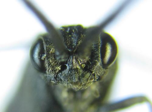Empria longicornis