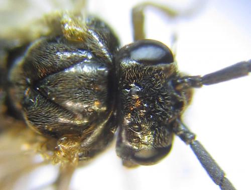 Réf. 288 031 : Pristiphora appendiculata