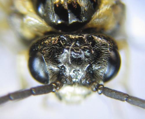 Phymatoceropsis sibiricola