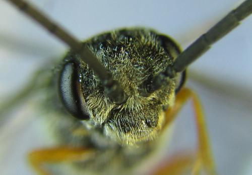 Réf. 288 661 : Loderus vestigialis