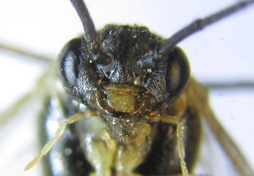 Réf. 288 734 : Pristiphora laricis