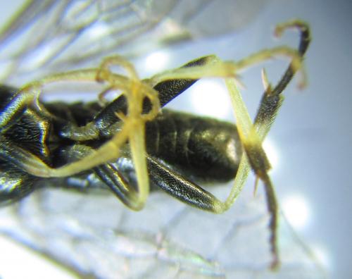 Pristiphora laricis