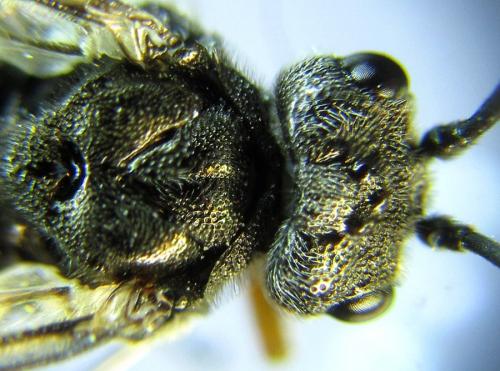 Réf. 288 871 : Dolerus liogaster