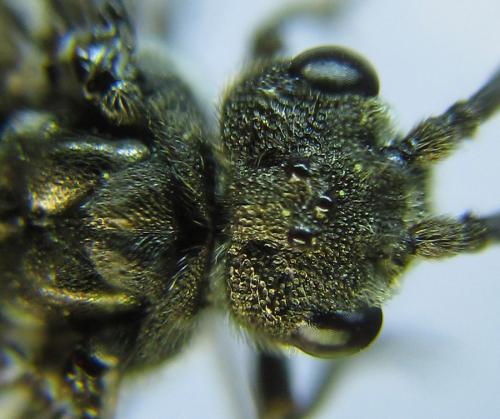 Réf. 288 884 : Dolerus liogaster