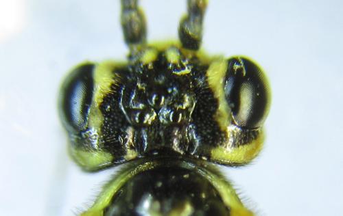 Réf. 288 928 : Tenthredopsis sordida