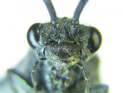 Dolerus sanguinicollis