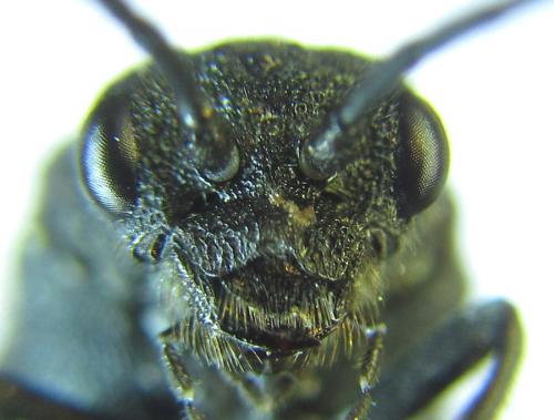 Réf. 288 249 : Dolerus nitens