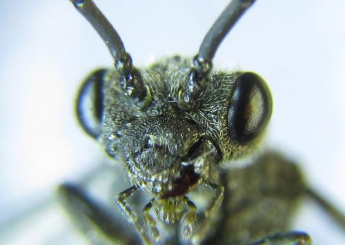 Réf. 288 338 : Dolerus timidus
