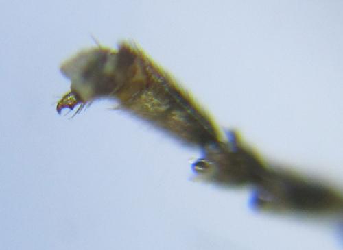 Réf. 288 383 : Pristiphora angulata