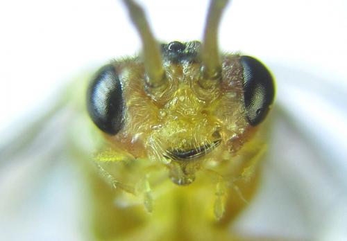Réf. 288 456 : Euura scutellata