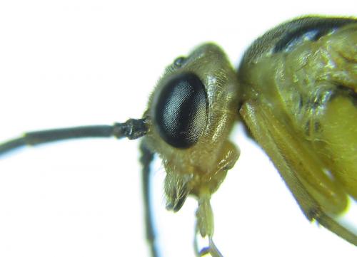 Réf. 288 473 : Euura scutellata