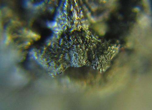 Empria longicornis