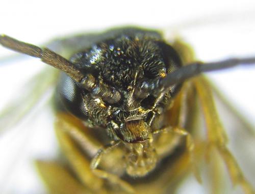 Réf. 288 032 : Pristiphora appendiculata