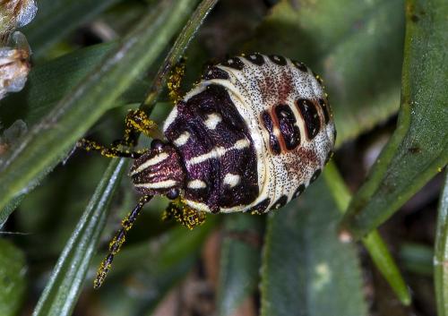 Carpocoris sp.