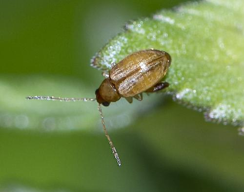 Réf. 288 264 : Longitarsus sp.