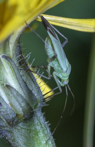 Calocoris affinis