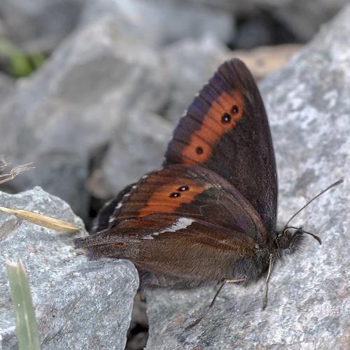 Erebia ligea