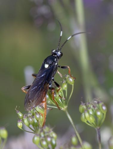 Amblyjoppa fuscipennis