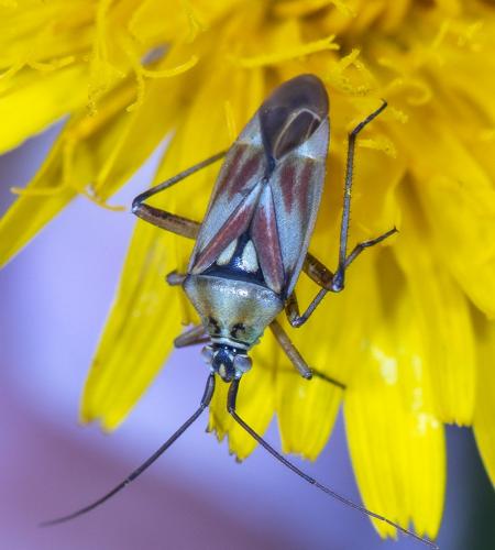 Réf. 288 270 : Calocoris roseomaculatus