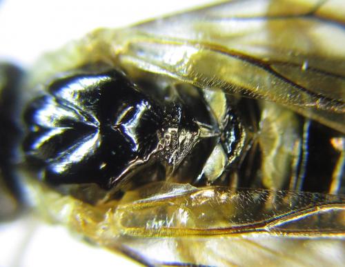 Phymatoceropsis sibiricola