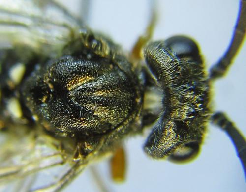 Réf. 288 662 : Loderus vestigialis