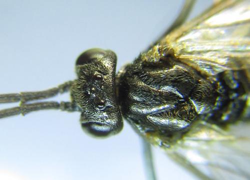 Pristiphora laricis