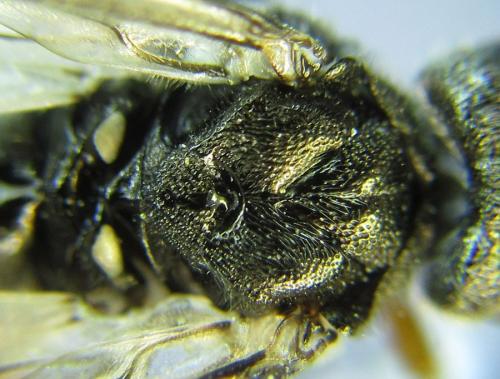 Réf. 288 872 : Dolerus liogaster