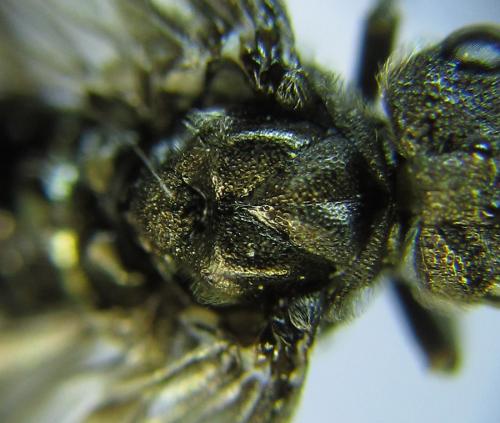 Réf. 288 885 : Dolerus liogaster