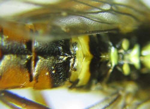 Réf. 288 929 : Tenthredopsis sordida