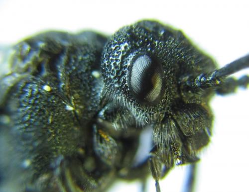 Réf. 288 250 : Dolerus nitens