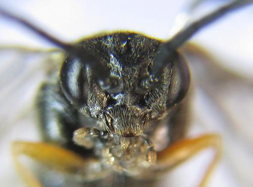 Réf. 288 384 : Pristiphora angulata