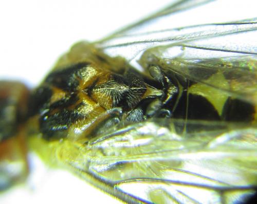 Réf. 288 457 : Euura scutellata