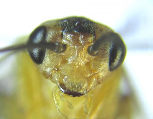 Réf. 288 474 : Euura scutellata