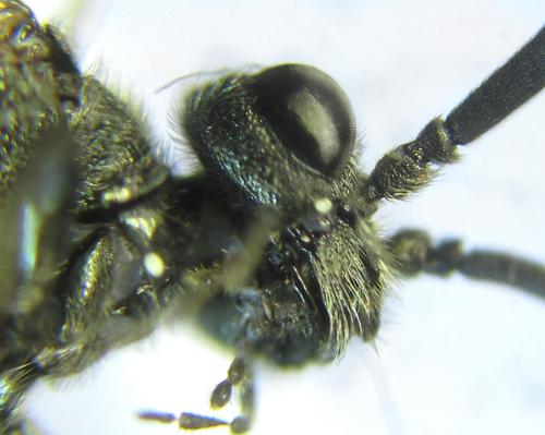 Réf. 288 491 : Dolerus aeneus