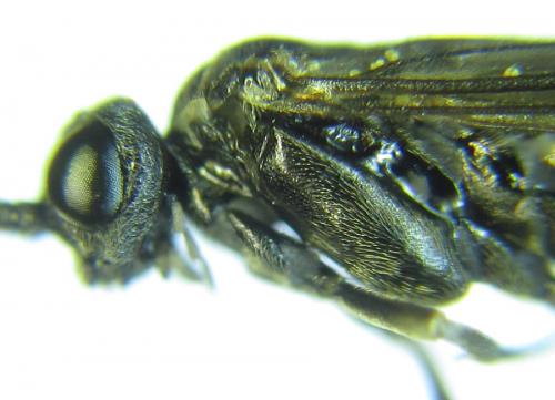 Empria longicornis