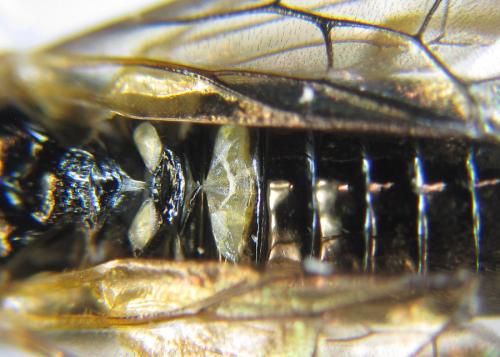 Phymatoceropsis sibiricola