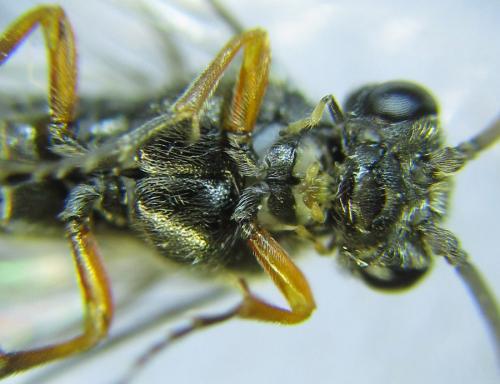 Réf. 288 663 : Loderus vestigialis