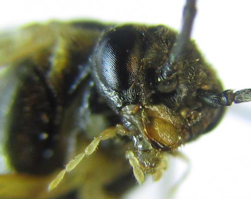 Pristiphora laricis